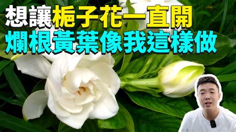 如何讓梔子花開花